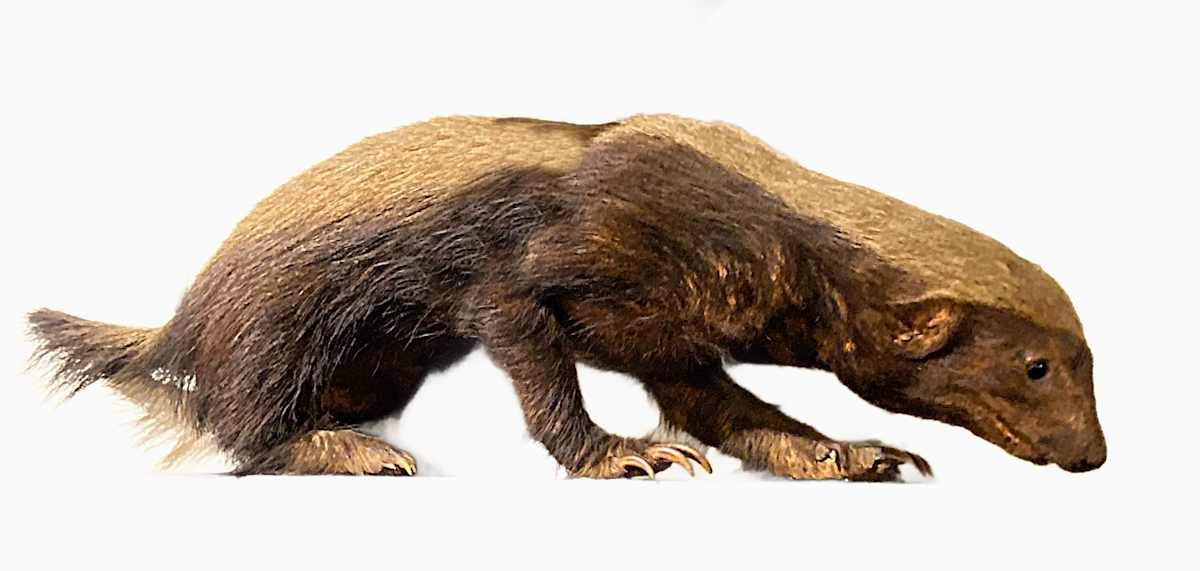 Ratel #146 by Jennifer Frost, Image 2.
