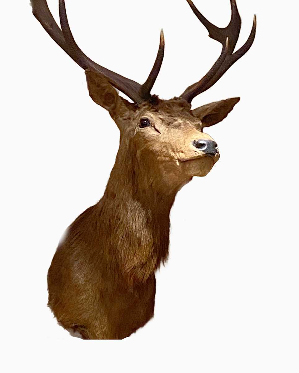 Red Deer #113 by Jennifer Frost, Image 2.