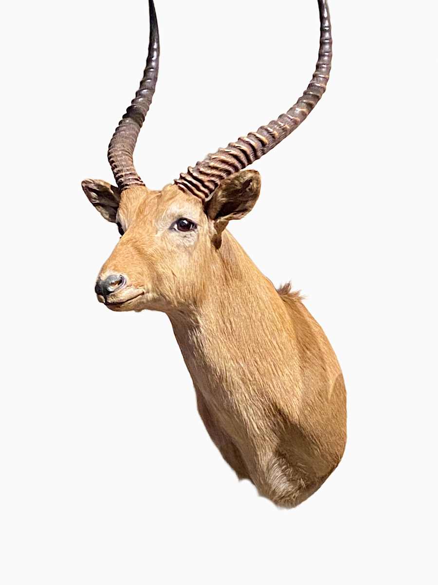 Red Lechwe #94 by Jennifer Frost, Image 3.