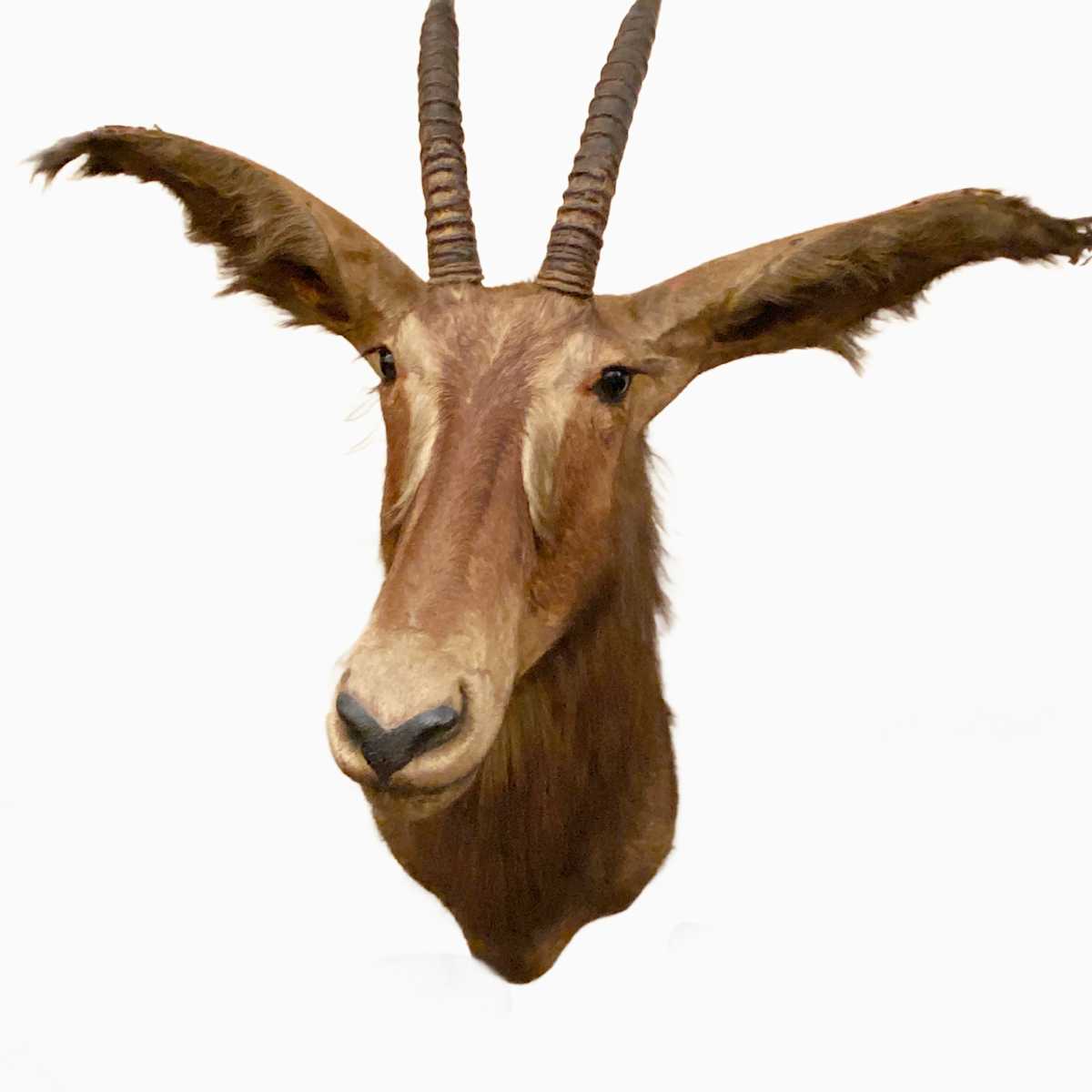 Roan Antelope  #58 by Jennifer Frost, Image 2.