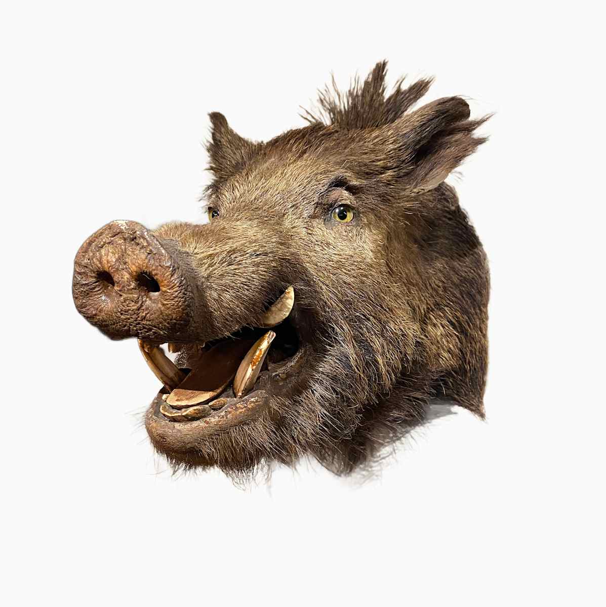 Russian Boar #135 by Jennifer Frost, Image 1.
