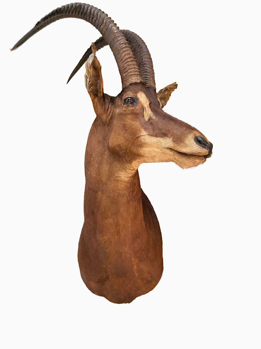 Sable Antelope #52 by Jennifer Frost, Image 2.