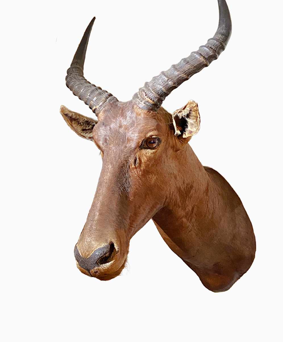 Sassaby #13 by The Foster's Curator  Image: 2025 collection appraisal