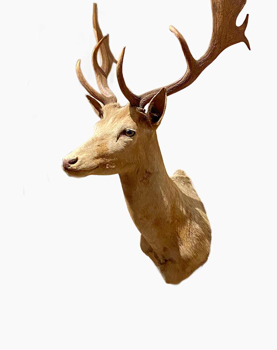 Sika deer #90 by Jennifer Frost, Image 1.