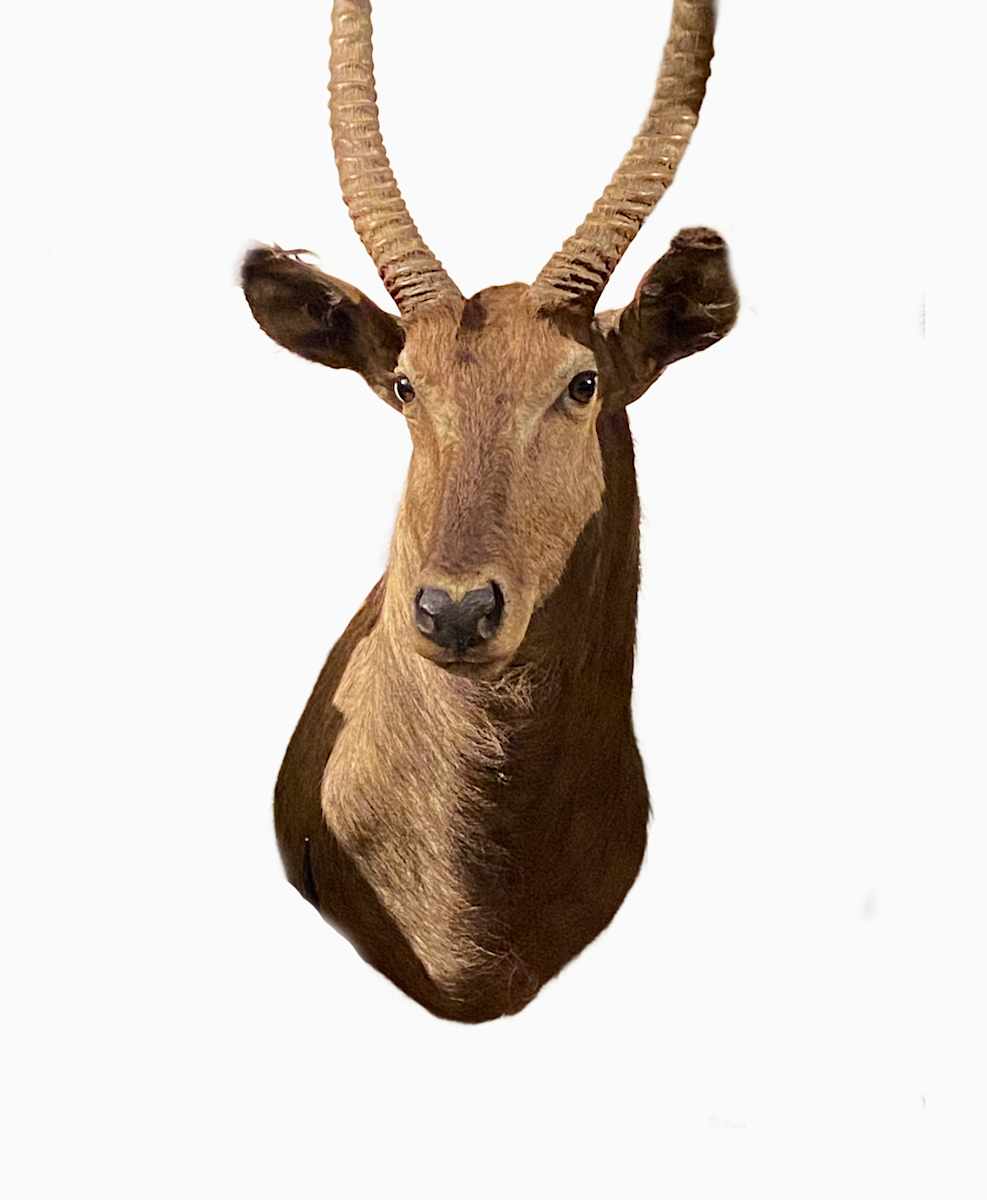 Sing Sing Waterbuck #57 by The Foster's Curator  Image: 2025 collection appraisal