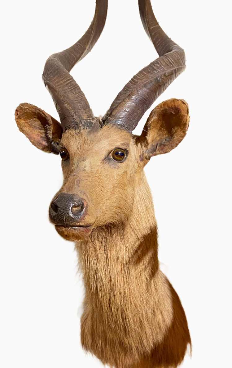 Sitatunga #11 by Jennifer Frost, Image 1.