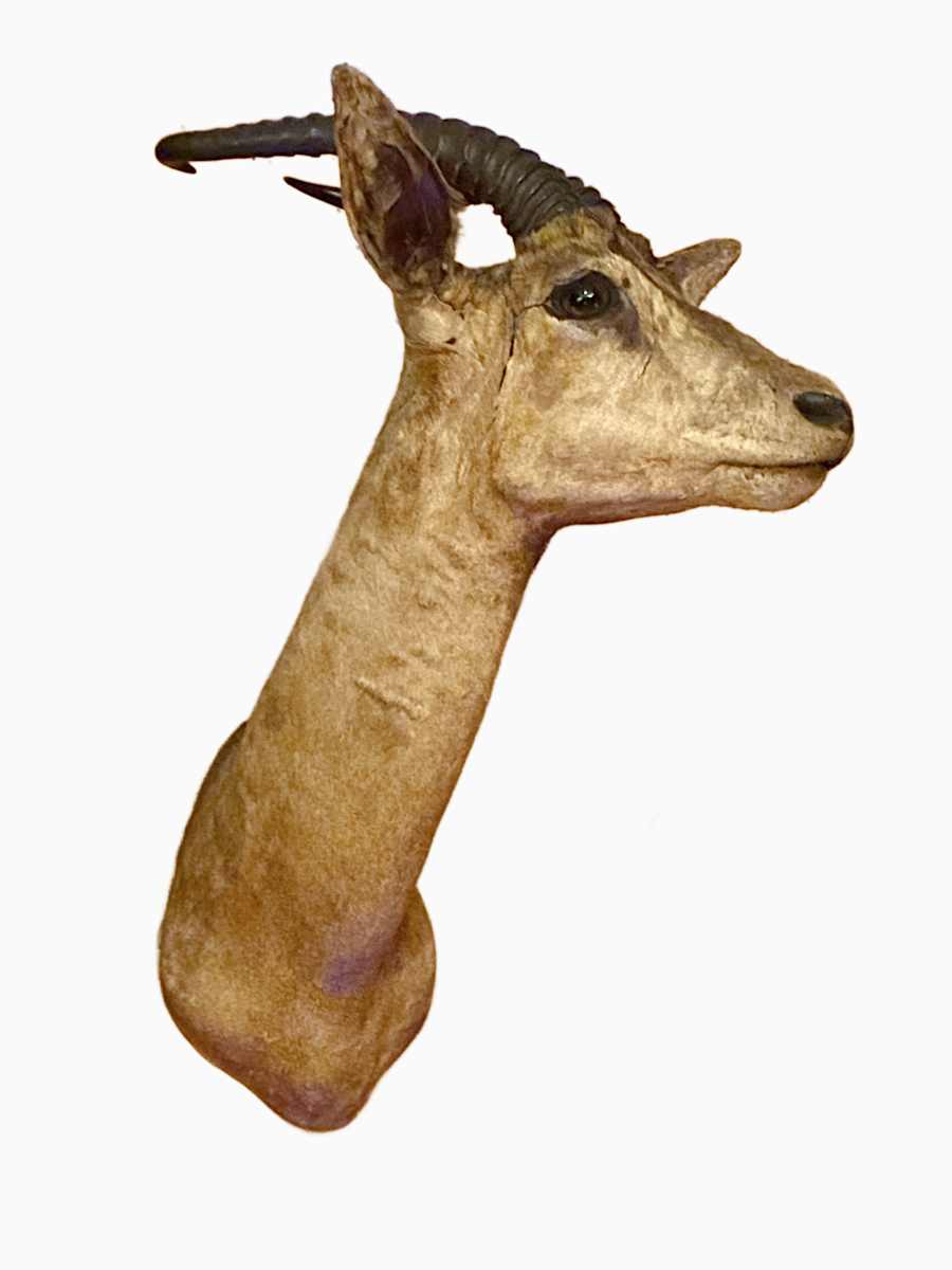 Soemmeringi Gazelle #176 by Jennifer Frost, Image 2.
