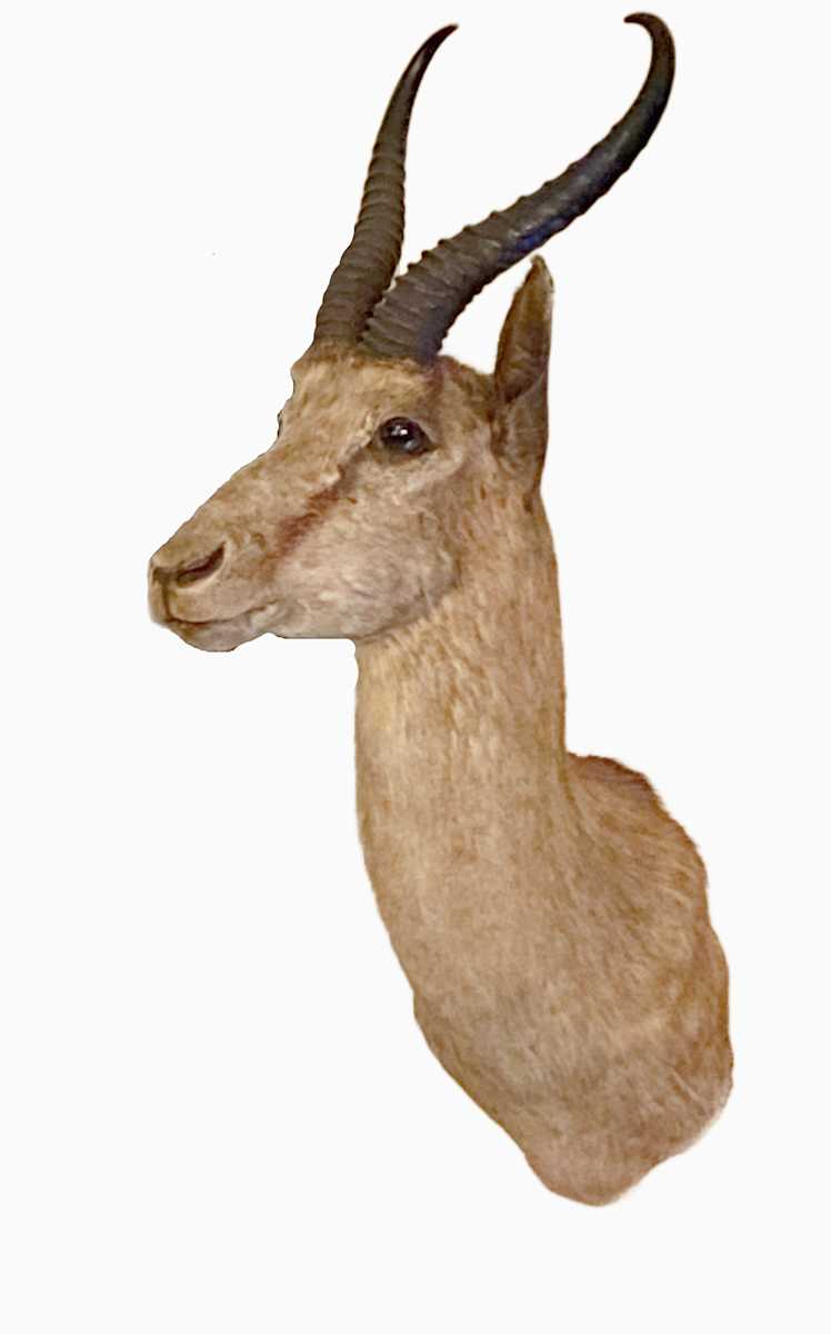 Springbuck #168 by Jennifer Frost, Image 2.