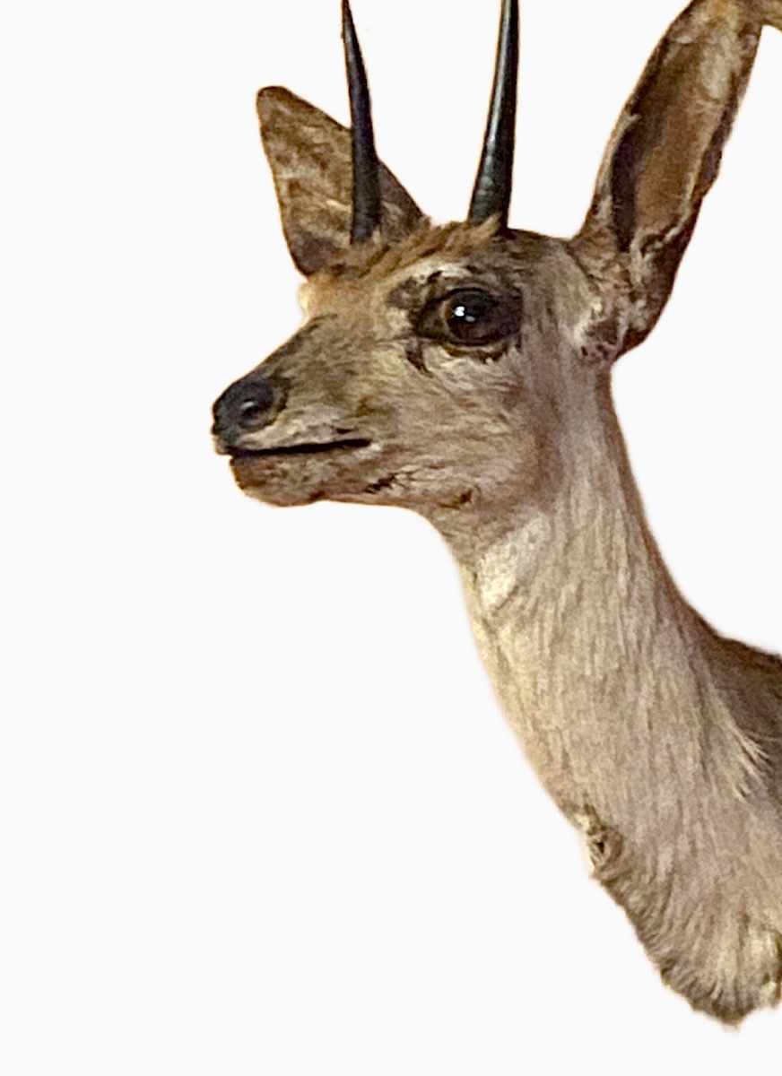 Steenbok #173 by Jennifer Frost, Image 2.