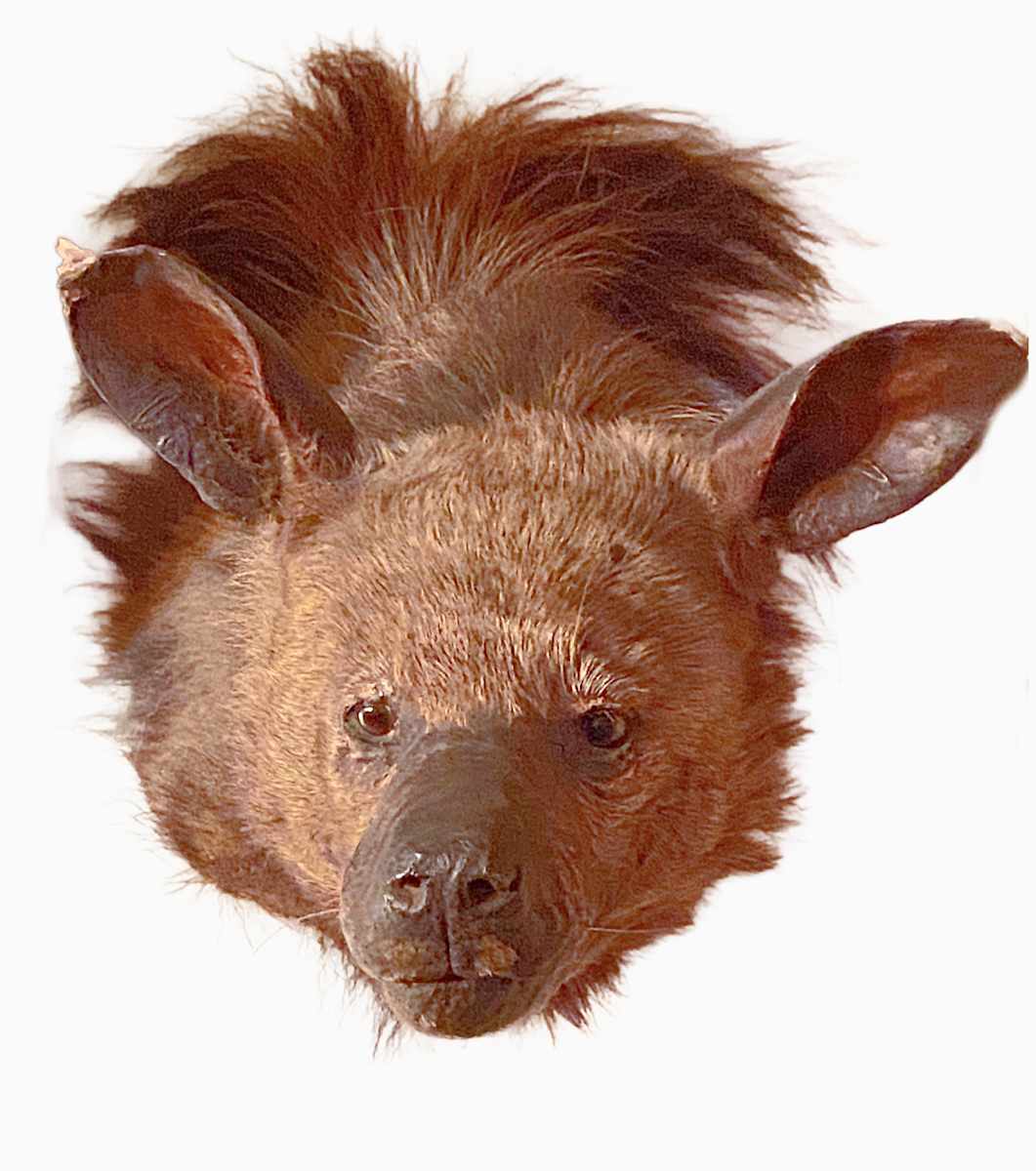 Striped Hyena #2 by Jennifer Frost, Image 1.