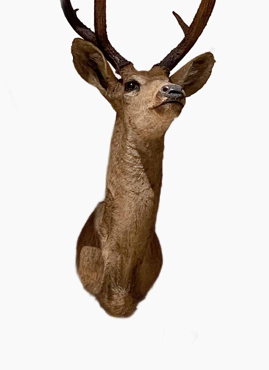 Swamp deer #183 by Jennifer Frost, Image 1.