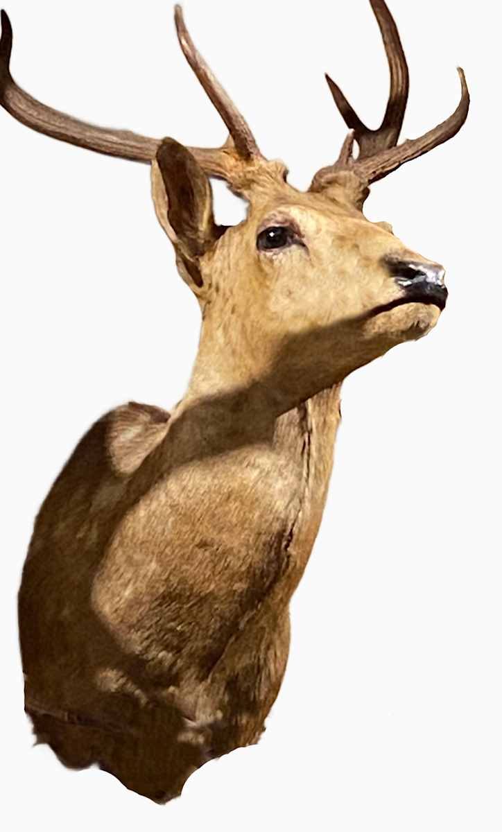 Sika Deer #104 by Jennifer Frost, Image 2.
