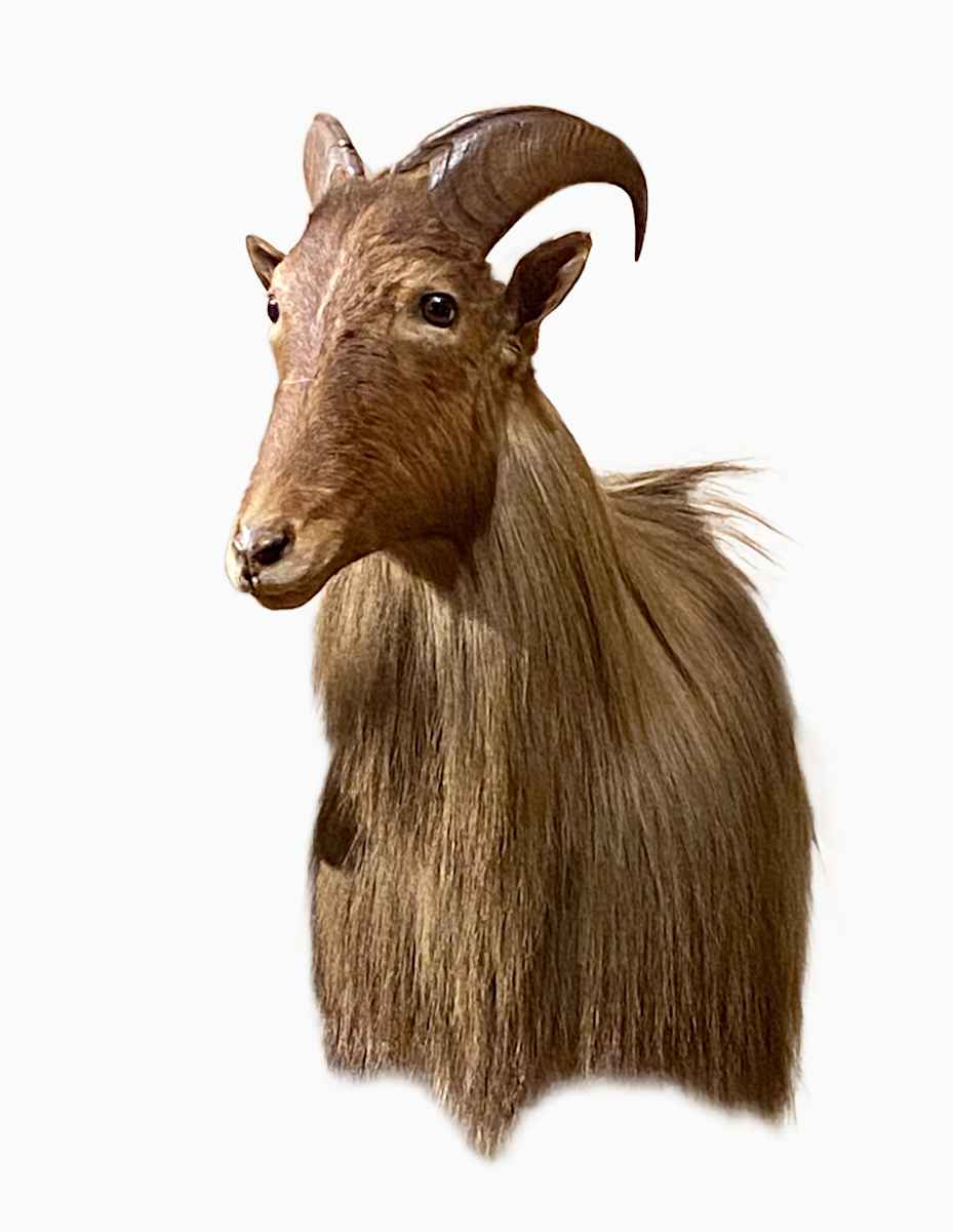 Himalayan Tahr #107 by Jennifer Frost, Image 2.