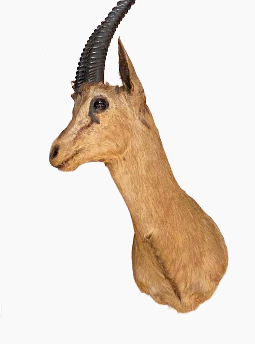 Thompson’s Gazelle #51 by The Foster's Curator  Image: 2025 collection appraisal