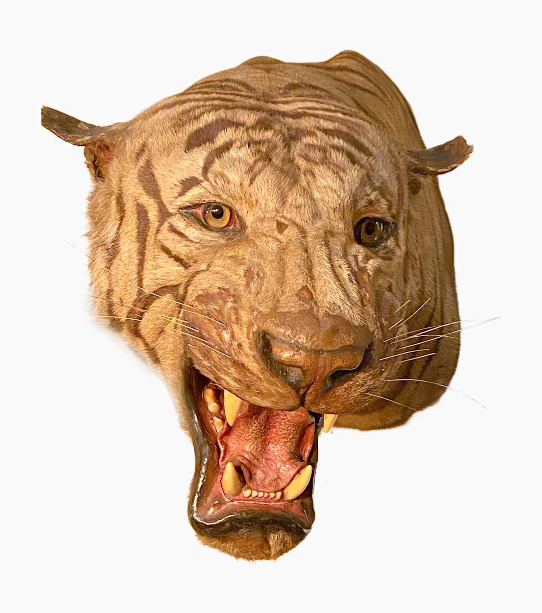 Tiger #6 by Jennifer Frost, Image 1.