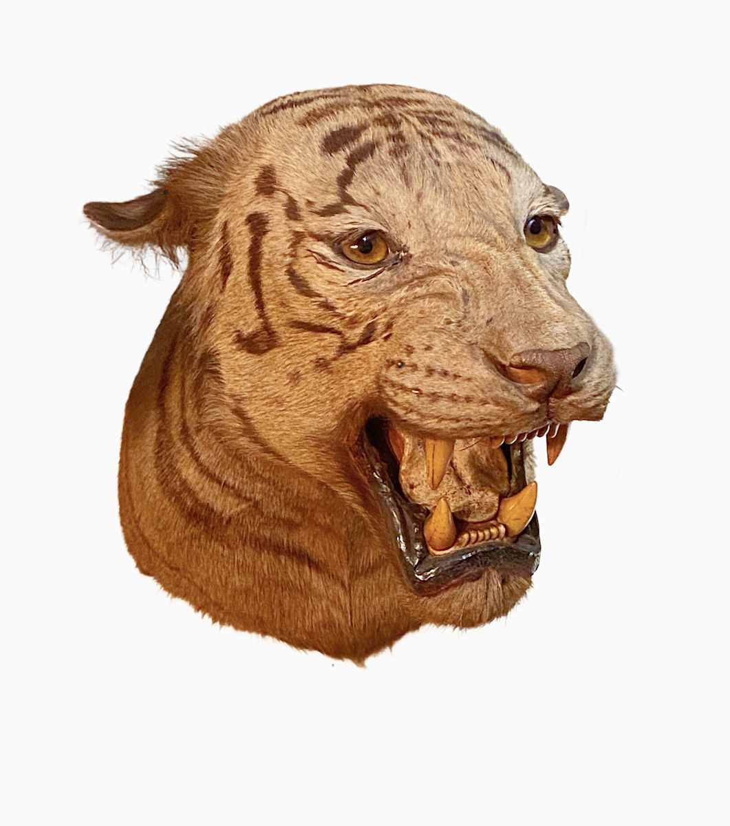 Tigress #5 by Jennifer Frost, Image 1.