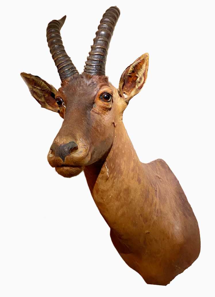 Topi #17 by The Foster's Curator  Image: 2025 collection appraisal