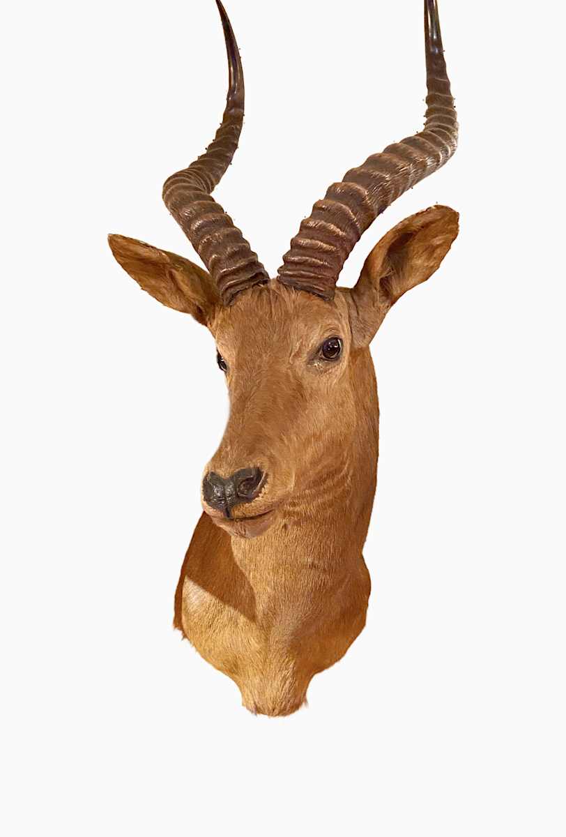 Uganda Kob #23 by Jennifer Frost, Image 2.