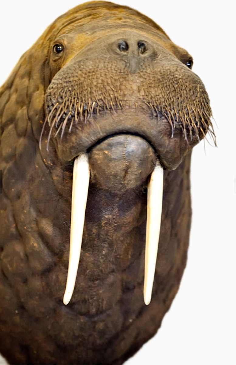Walrus  #139 by Jennifer Frost, Image 1.