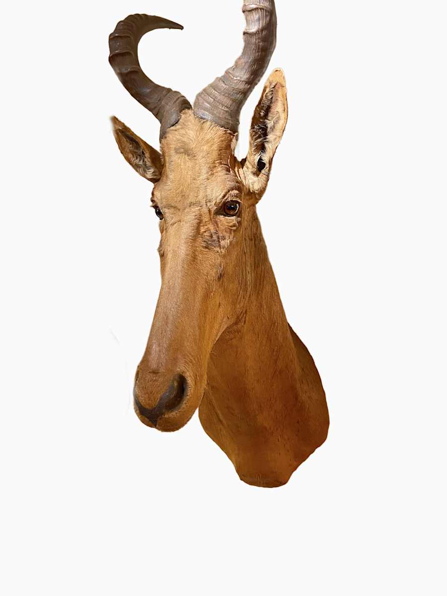 Western Hartebeest #22 by Jennifer Frost, Image 2.