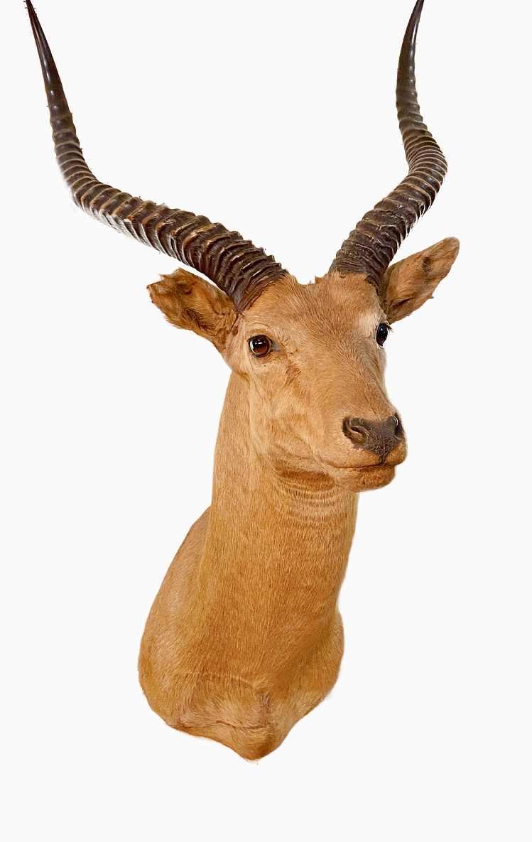 Western Kob #18 by Jennifer Frost, Image 1.