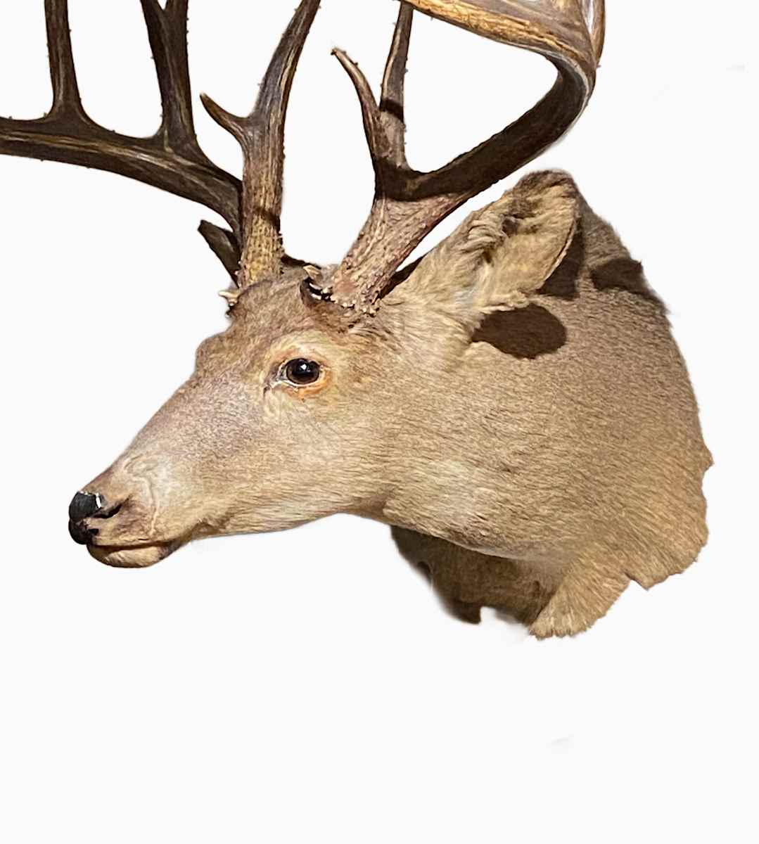 Whitetail  x Mule Deer #178 by Jennifer Frost, Image 1.