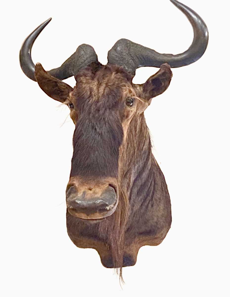 White Maned Gnu #41 by Jennifer Frost, Image 2.