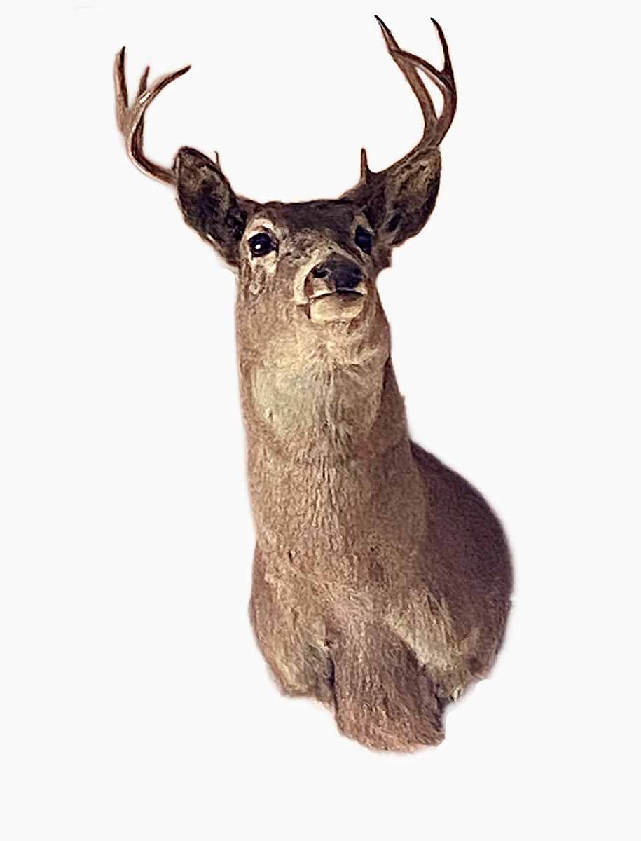 Whitetail Deer #191 by Jennifer Frost, Image 2.