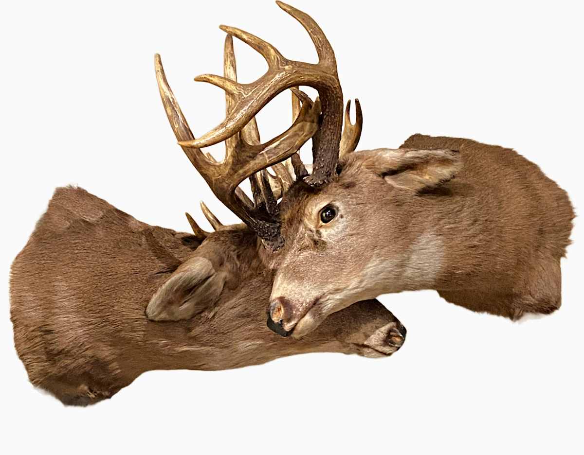 Whitetail Deer Pair #87 by Jennifer Frost, Image 2.