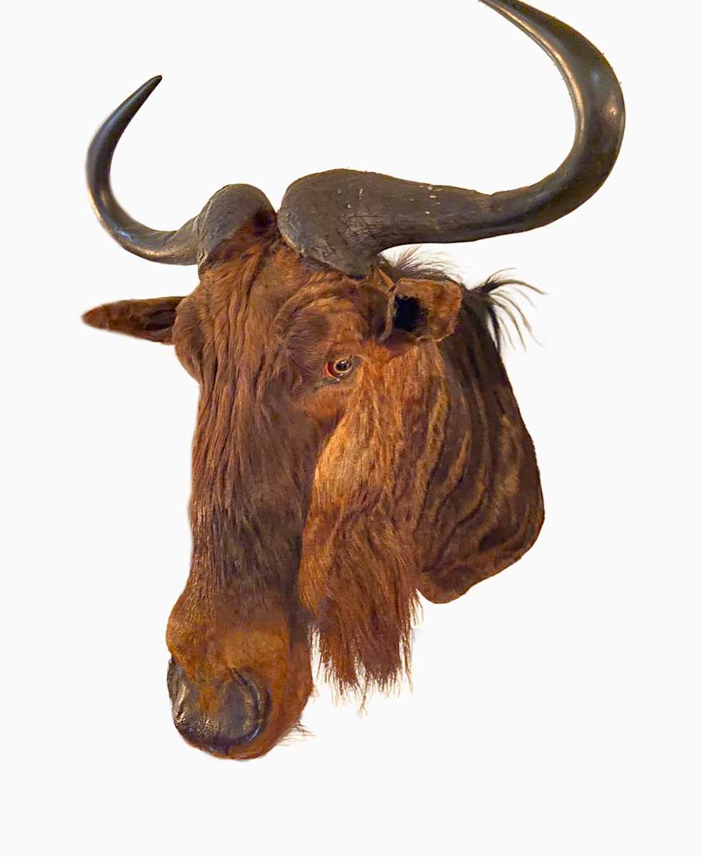 Wildebeest #15 by Jennifer Frost, Image 1.
