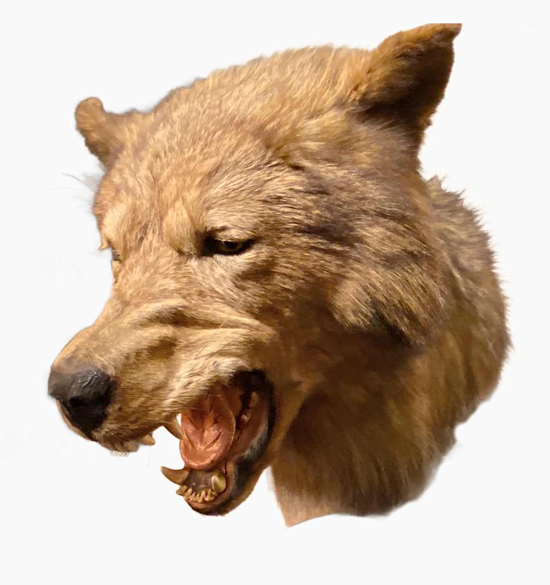 Wolf #148 by Jennifer Frost, Image 2.