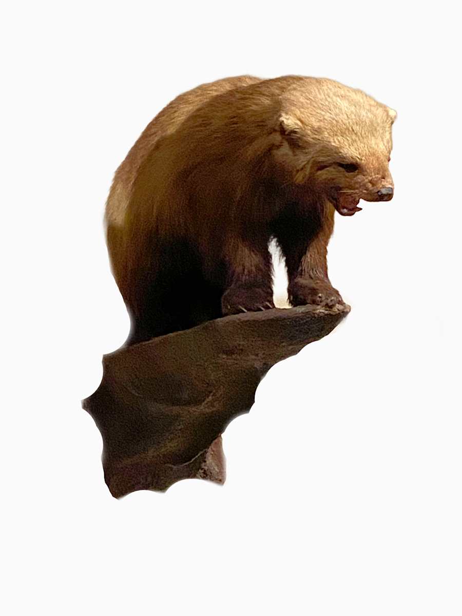 Wolverine #91 by Jennifer Frost, Image 1.