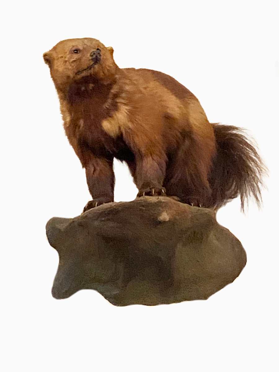 Wolverine #142 by The Foster's Curator  Image: 2025 collection appraisal