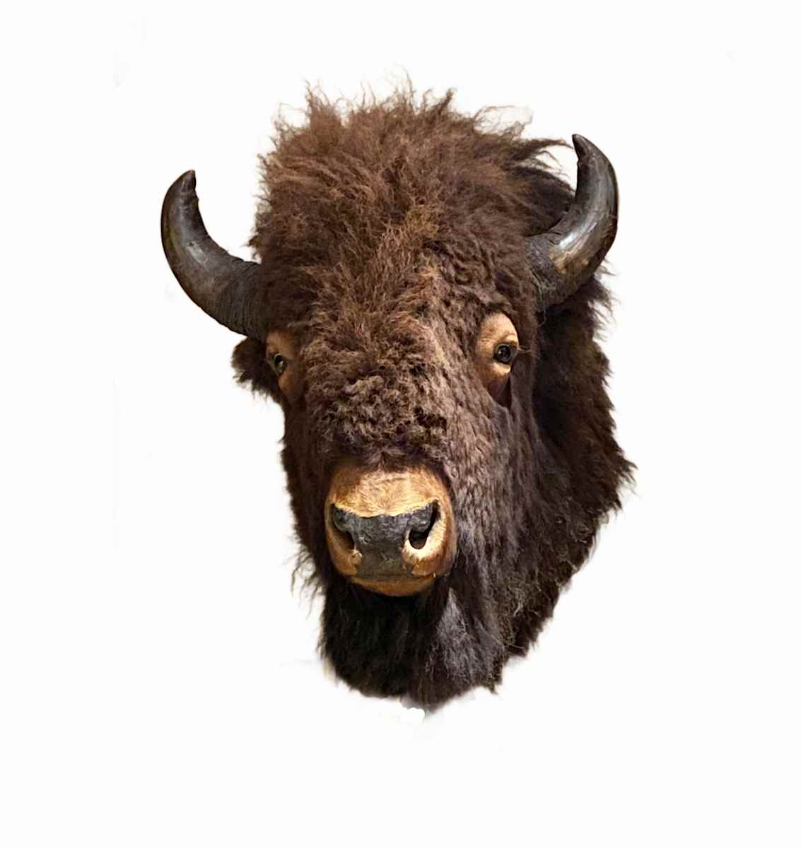 Wood Bison #101 by Jennifer Frost, Image 2.
