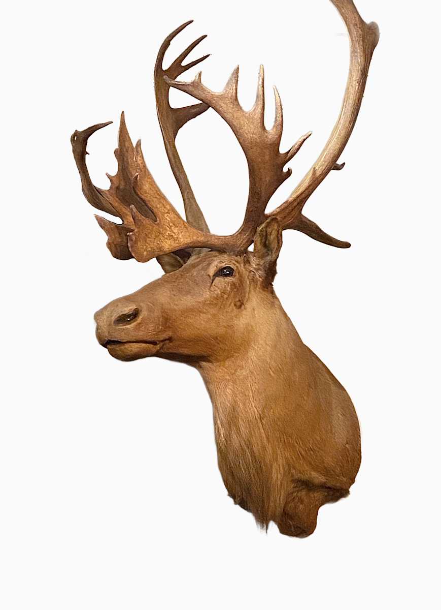 Woodland Caribou #141 by Jennifer Frost, Image 1.