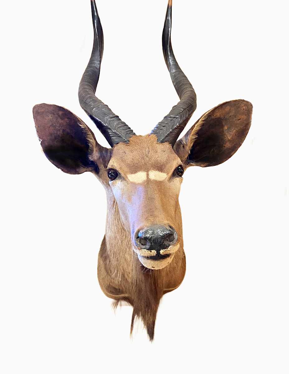 Bongo #34 by Jennifer Frost, Image 2.
