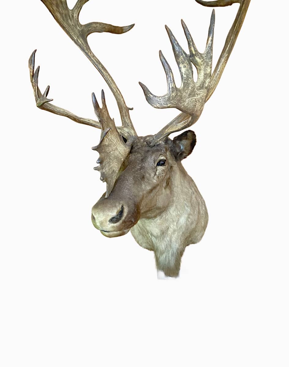 Woodland Caribou #196 by Jennifer Frost, Image 2.