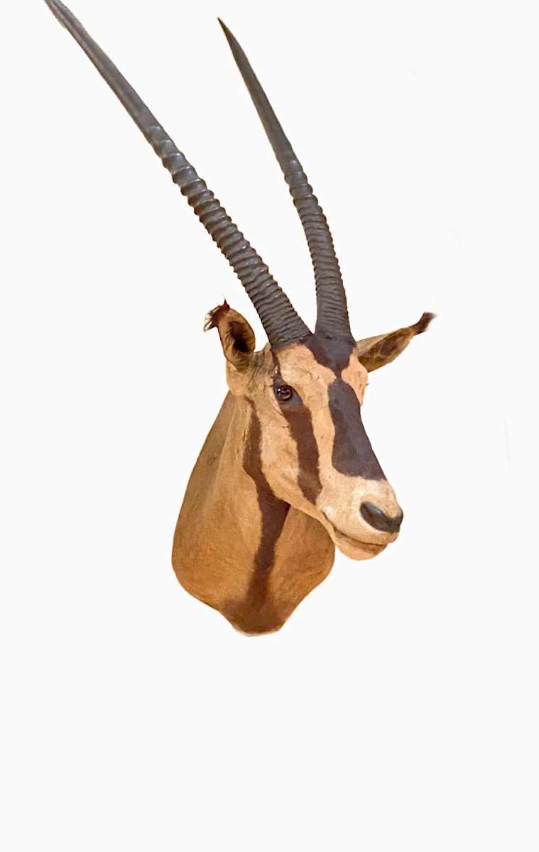 Fringe Eared Oryx #53 by Jennifer Frost, Image 2.