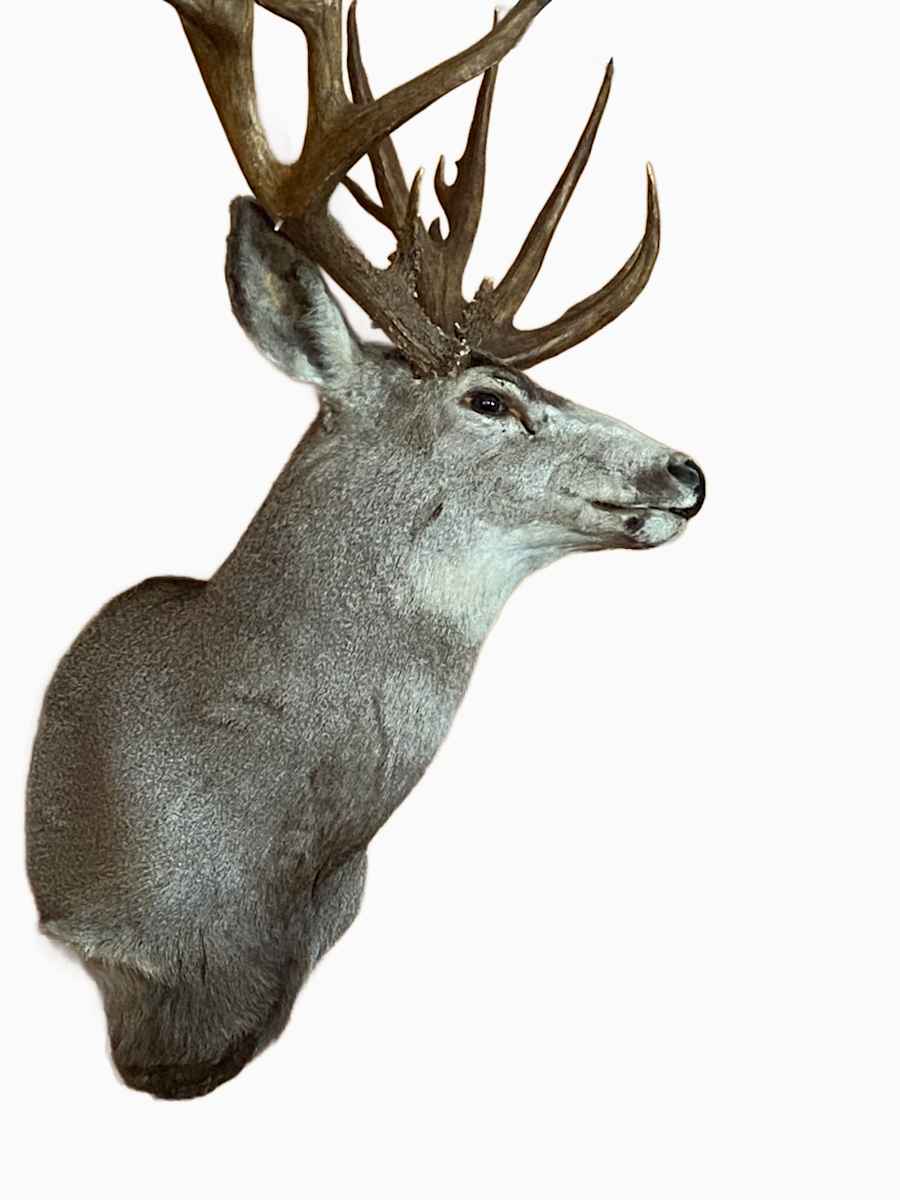 Mule Deer #145 by Jennifer Frost, Image 1.