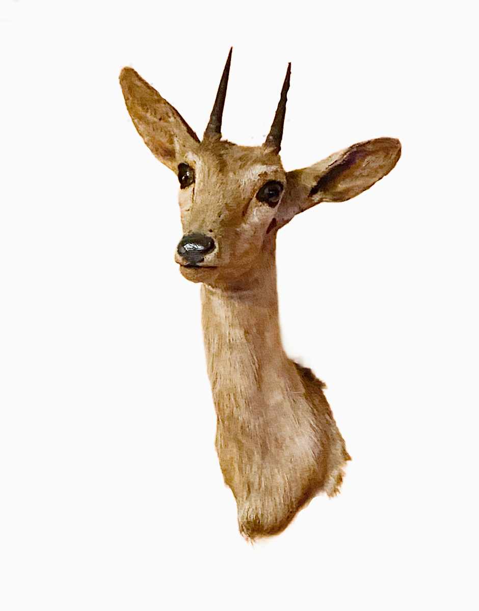 Oribi #177 by The Foster's Curator  Image: 2025 collection appraisal