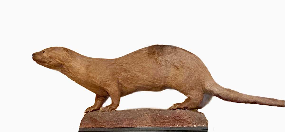 Otter #161 by Jennifer Frost, Image 2.