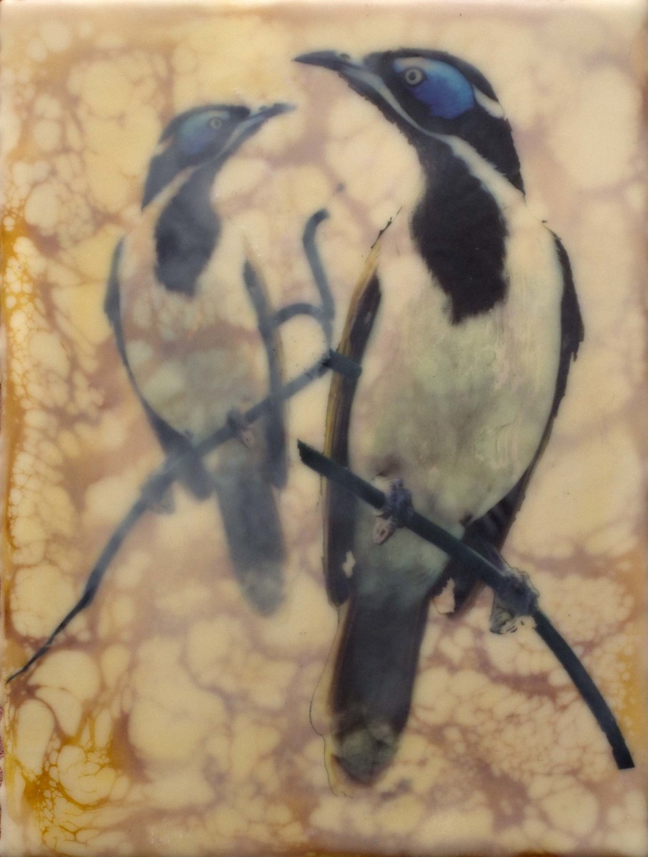 Blue Faced Honeyeaters by Gayle Reichelt 