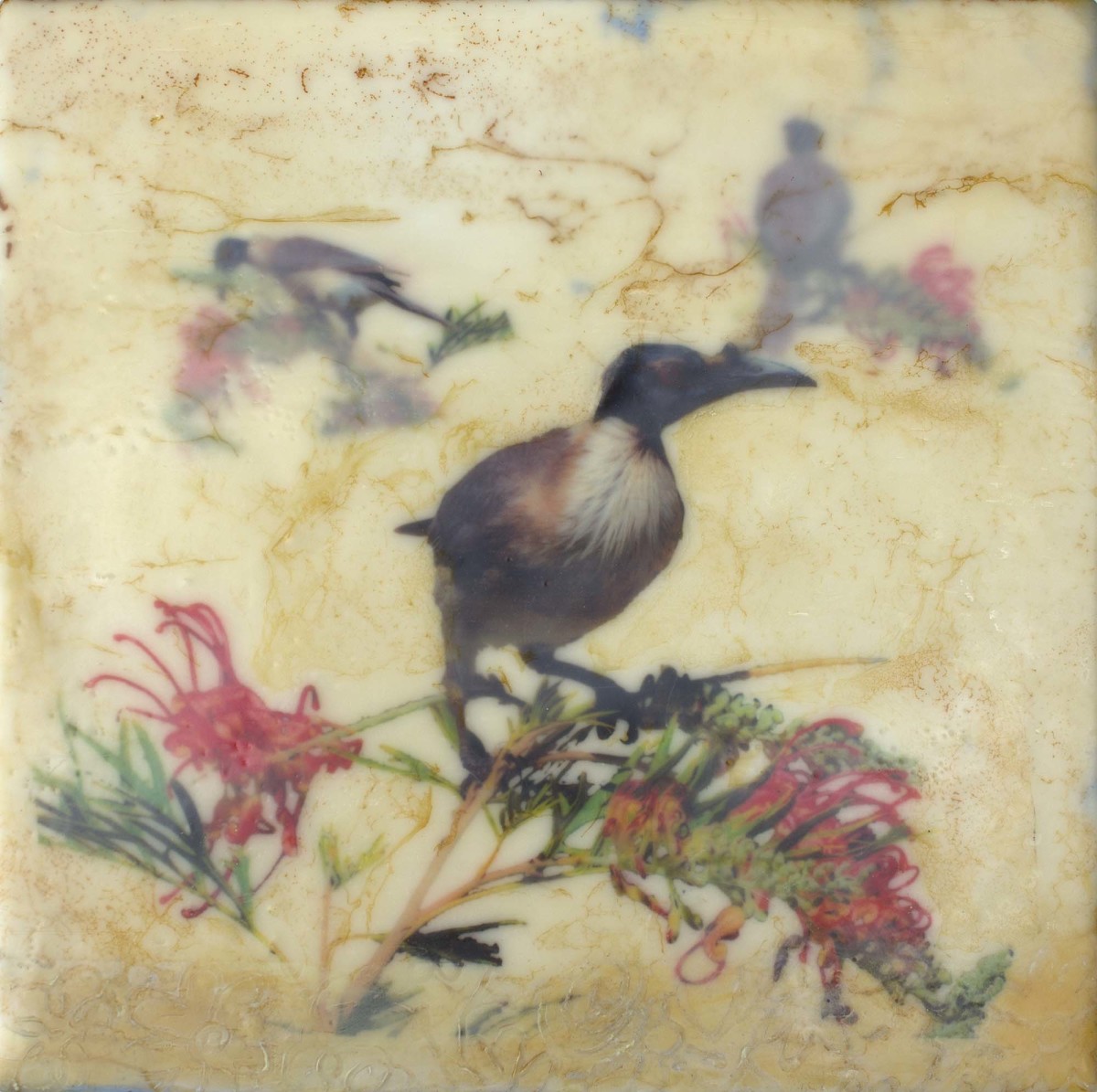 Noisy Friar Birds 3 By Gayle Reichelt Artwork Archive