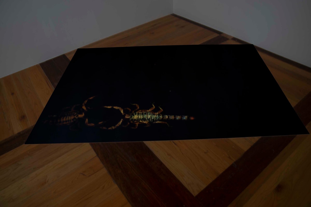 Parresía by Miguel Rodriguez Sepulveda, Image 8.