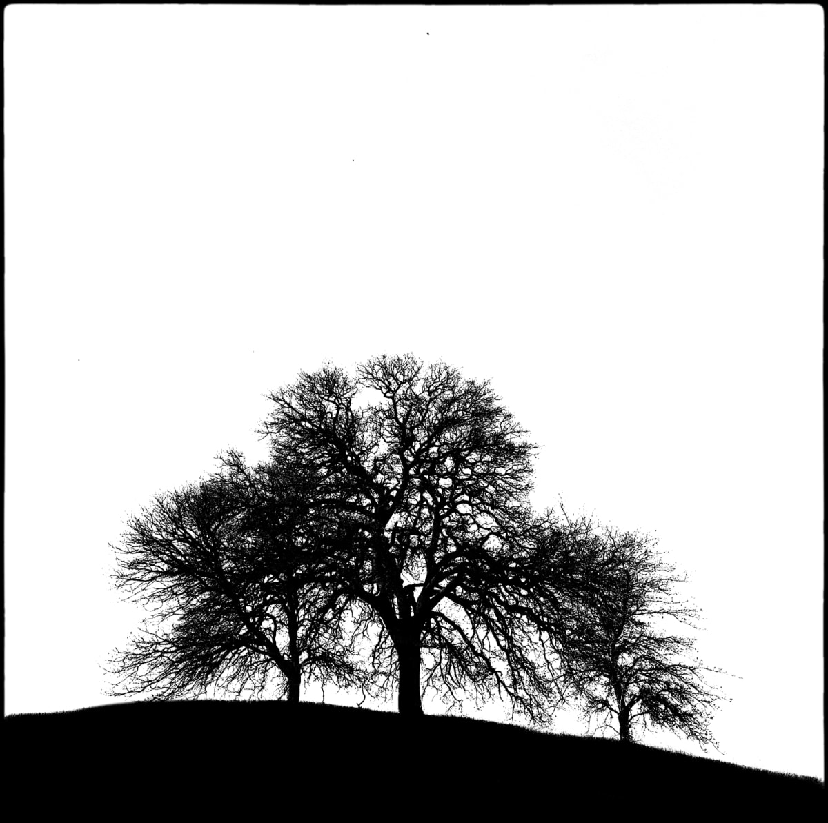 3 Oaks by Skip Smith 