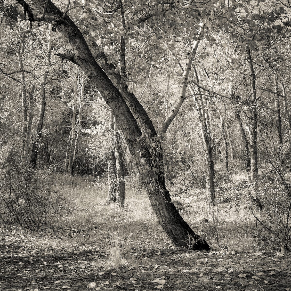 Leaning Cottonwood by Skip Smith 