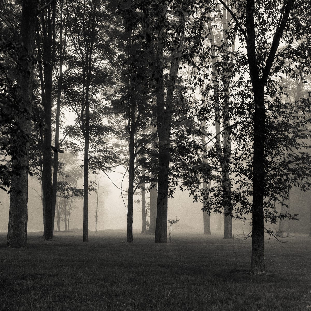 Trees In Fog by Skip Smith 