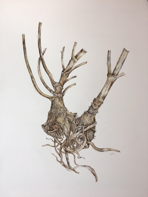 After The Frost by Deborah Montgomerie, Image 2.