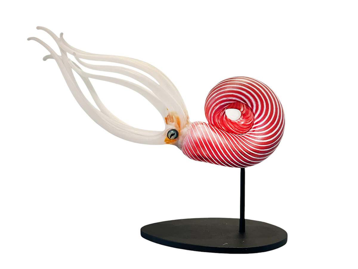 Red Striped Nautilus by Jennifer Caldwell 