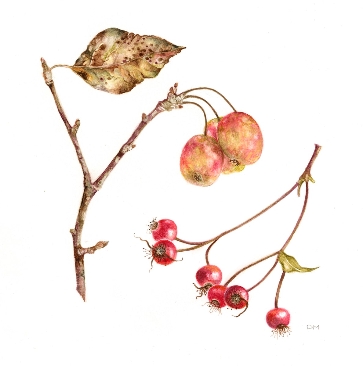 Crabapples and Rosehips by Deborah Montgomerie 